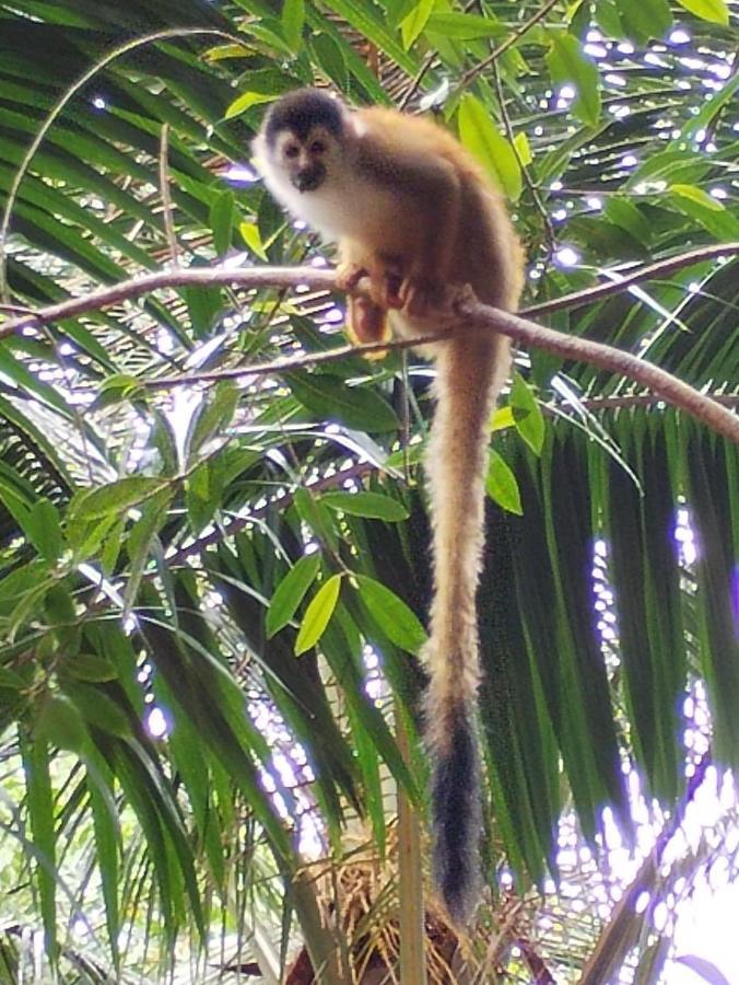 Puerto JiménezHappy Monkeys别墅 外观 照片