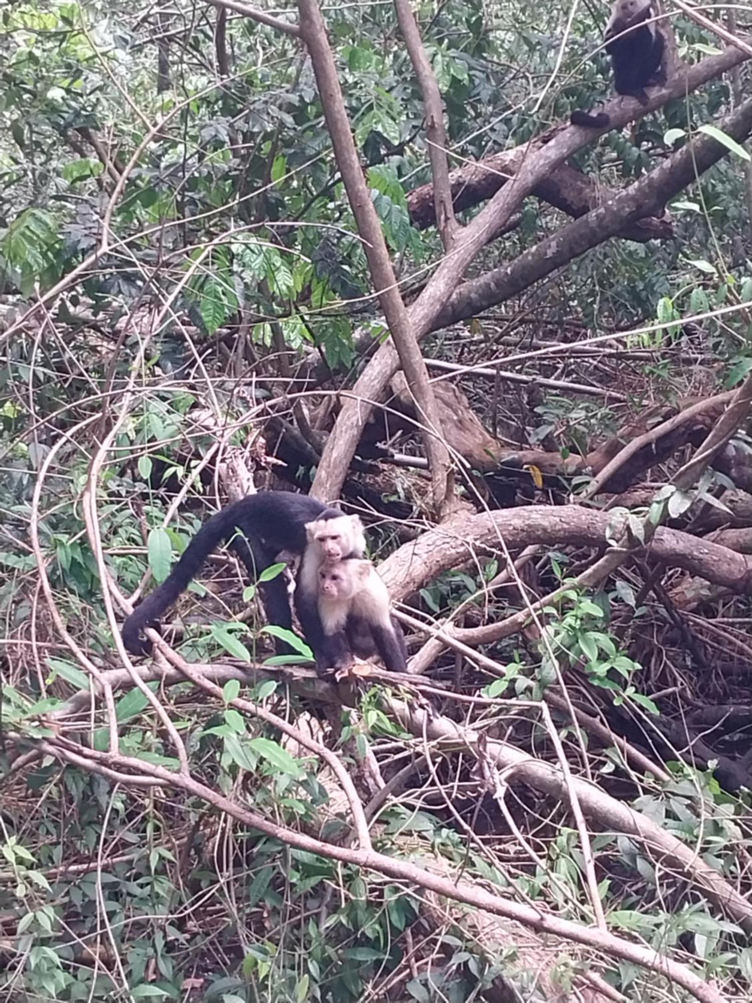 Puerto JiménezHappy Monkeys别墅 外观 照片